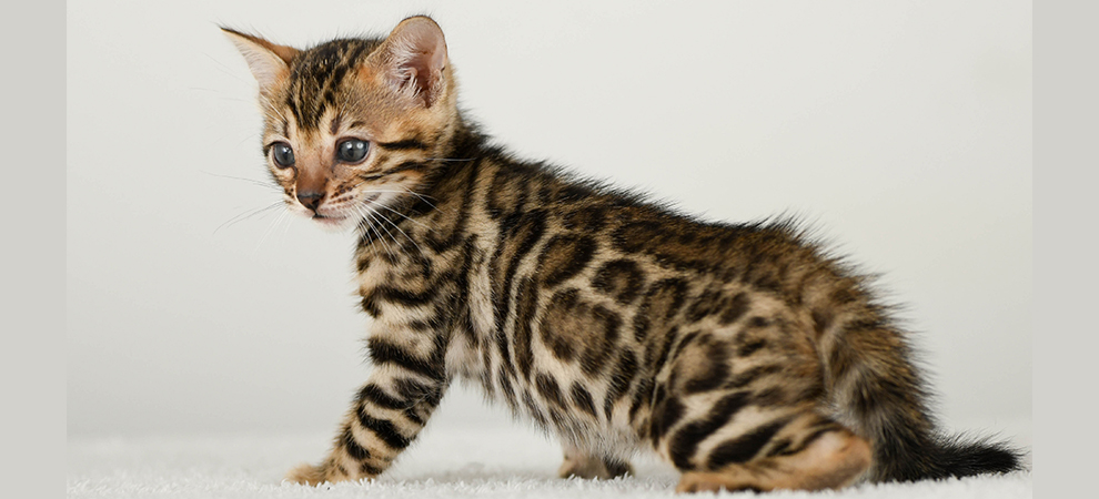 Bengal kitten for sale